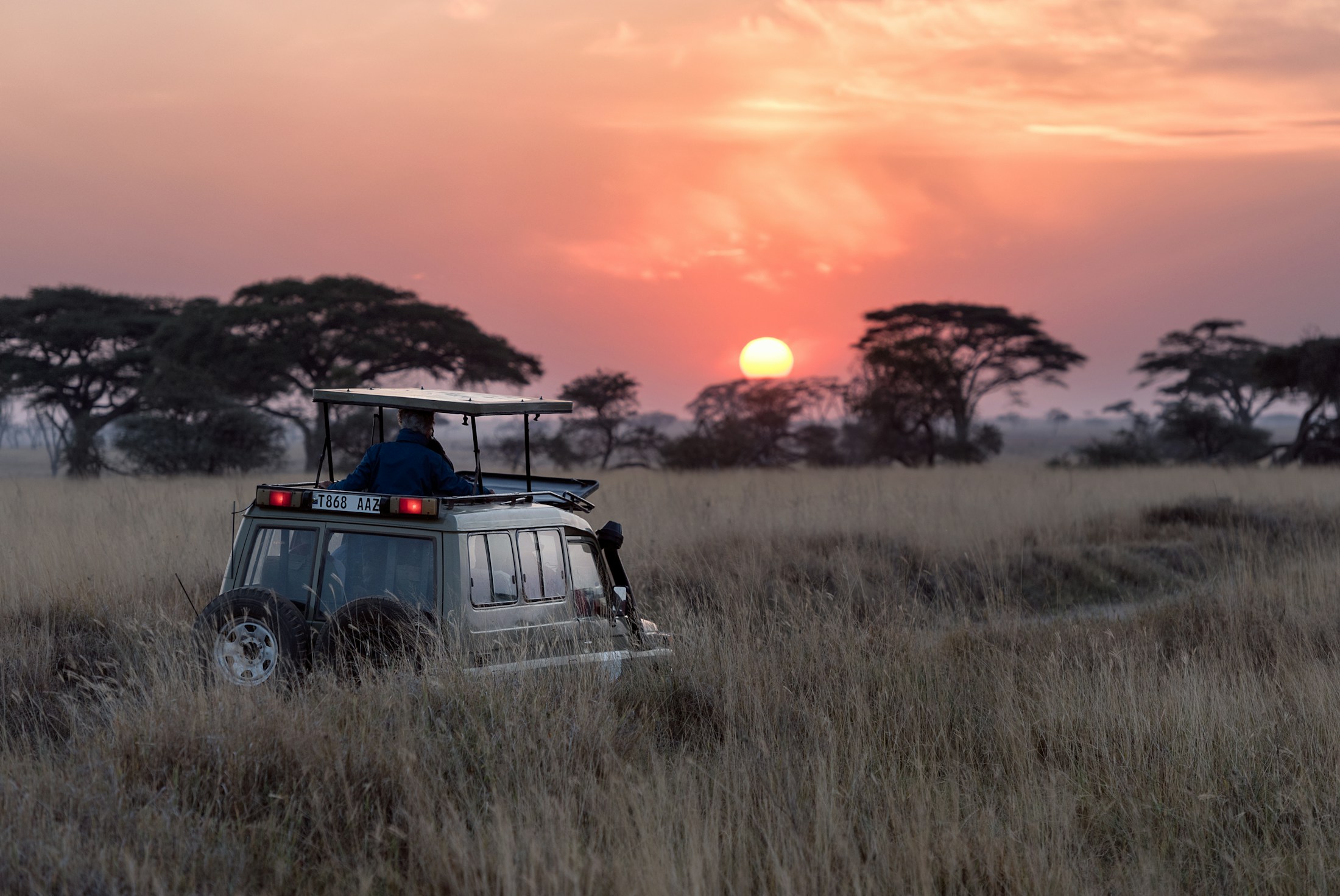 Elephants crossing the open African landscape at golden hour